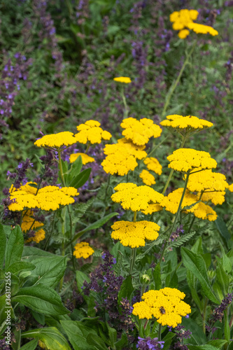 Achillea filipendulina 'Coronation Gold' Schafgarbe