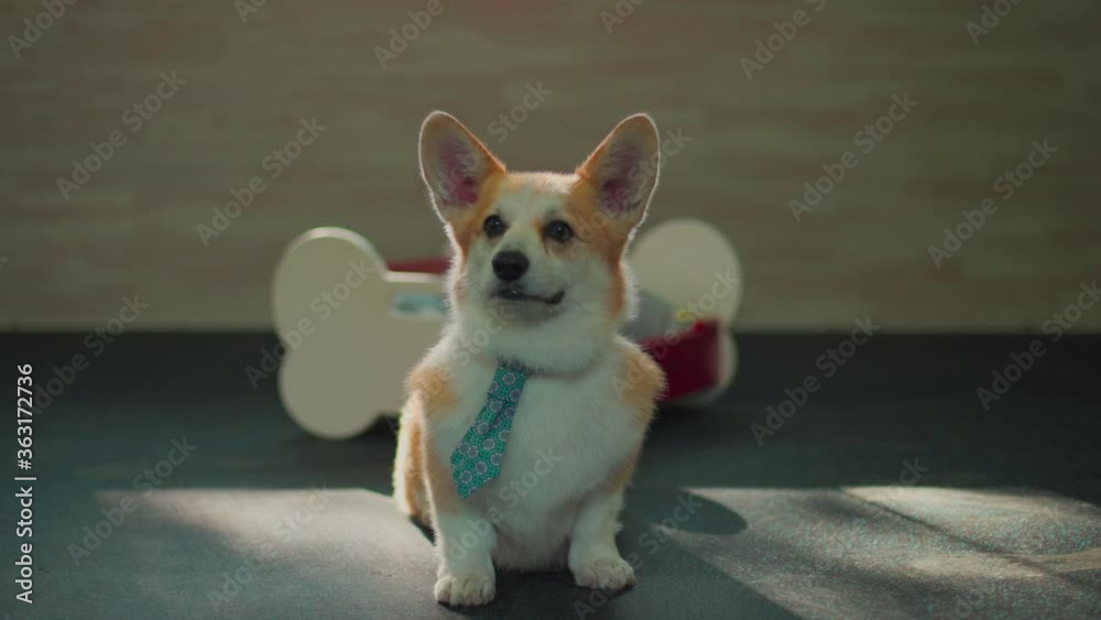 The dog of the corgi breed in a tie sits carefully, then goes away. High quality 4k footage The dog of the corgi breed in a tie sits carefully, then goes away. High quality 4k footage