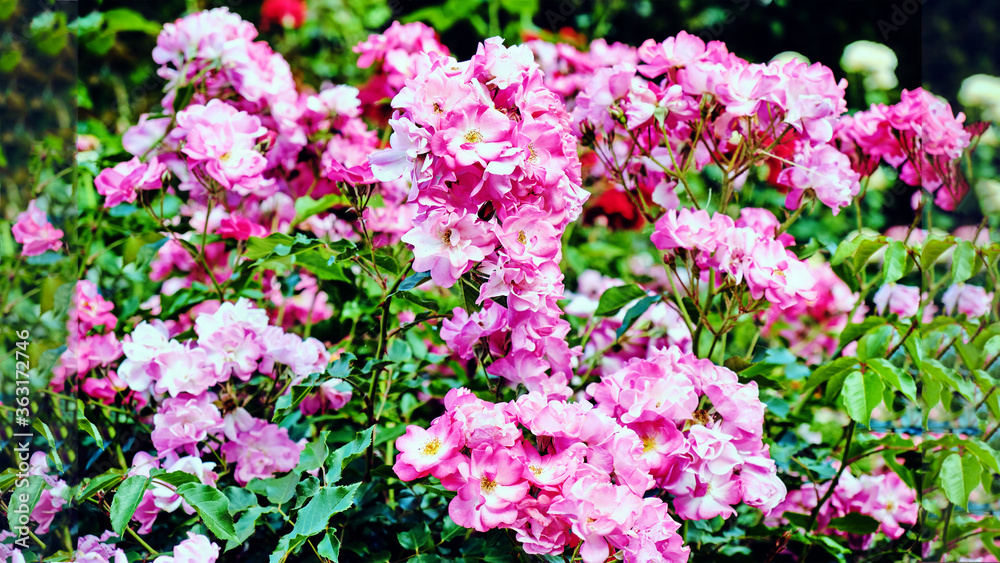 pink rose buds on a blurred green background of flower beds in a city park pink rose buds on a blurred green background of flower beds in a city park
