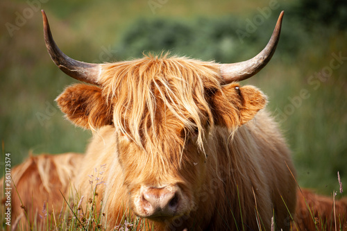 scottish highland cow