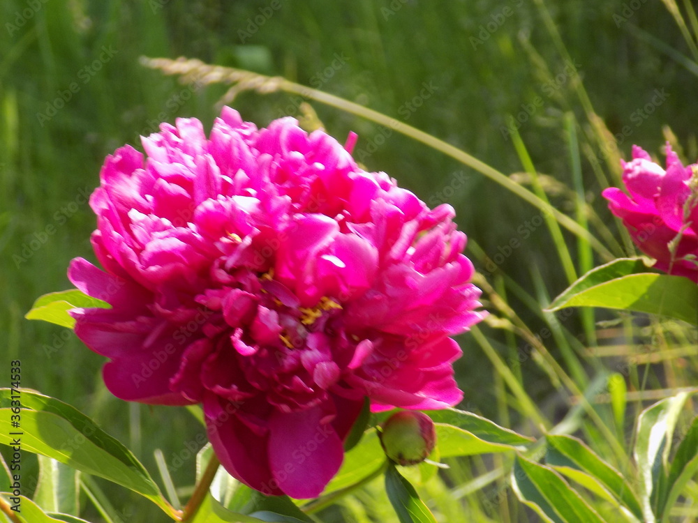 Sunny day. Large fragrant peonies bloom.