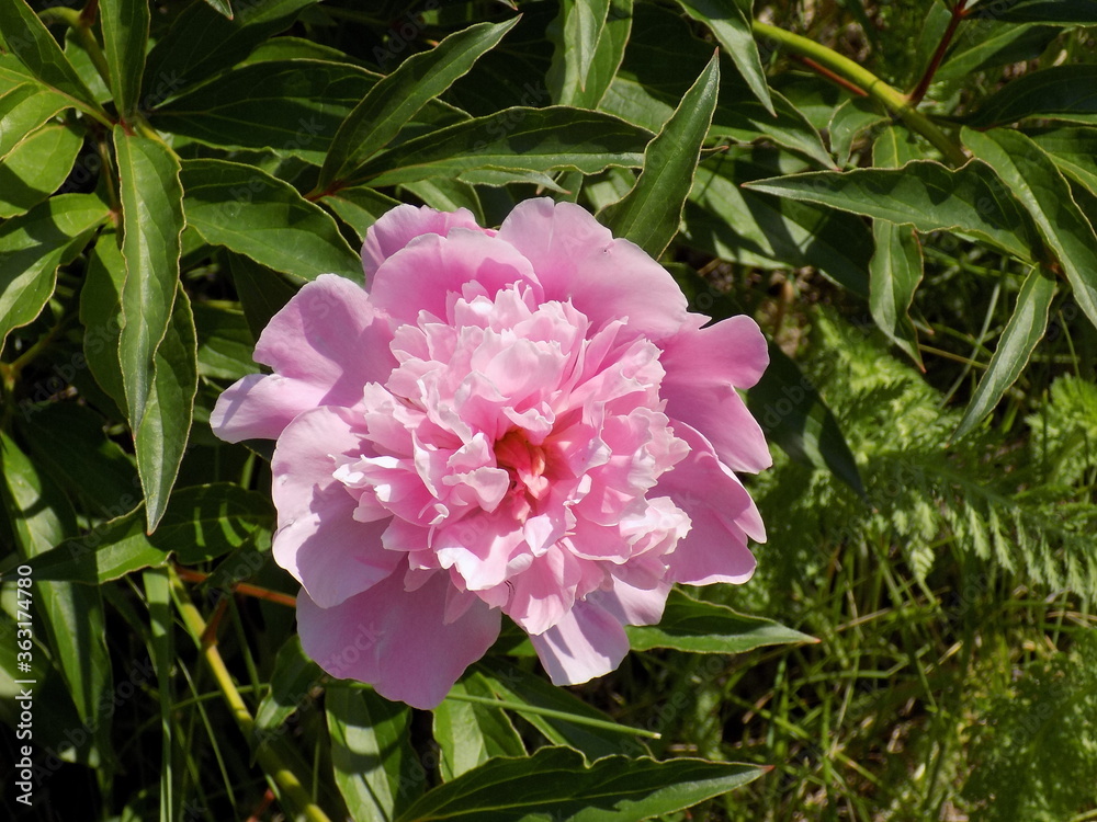 Fototapeta premium Sunny. Large fragrant peonies bloom.