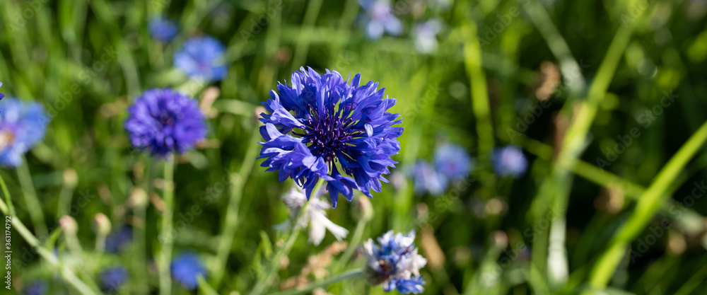 Flowers in a nature meadow
Purple cornflowers in a natural meadow in summer. Habitat for insects, wildflowers and wild herbs on a flower field. Horizontal close-up with short depth of field. Flowers in a nature meadow
Purple cornflowers in a natural meadow in summer. Habitat for insects, wildflowers and wild herbs on a flower field. Horizontal close-up with short depth of field.