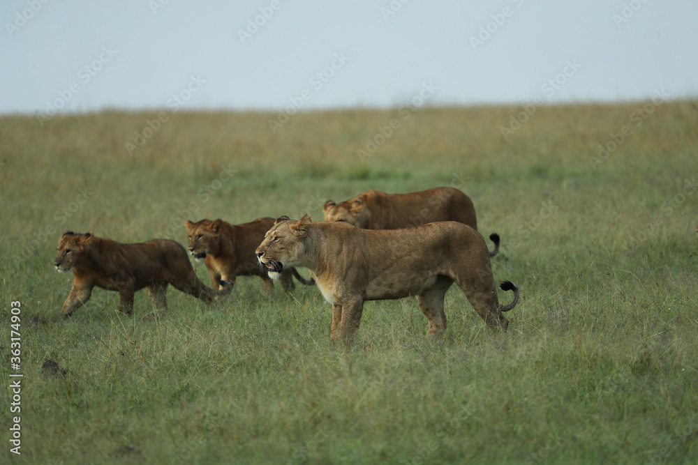 lion in savannah in kenya