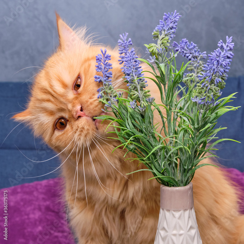 The cat sniffs the flowers. Cute cat and a jug of flowers. funny British cat gold color chinchilla.