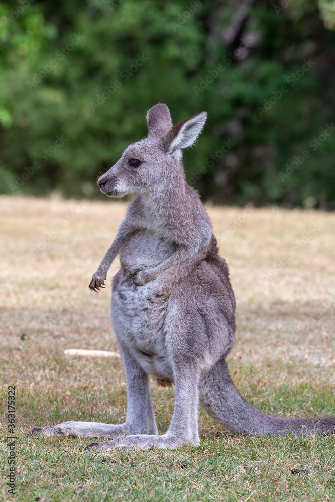 Juvenile kangaroo on a grassy area near bush land