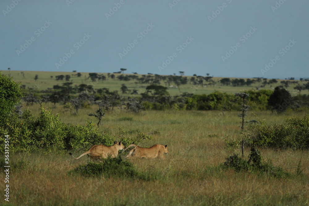 Naklejka premium lion in savannah in kenya