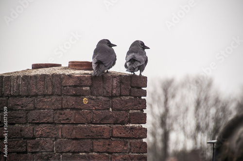 crows on rooftop © Bo