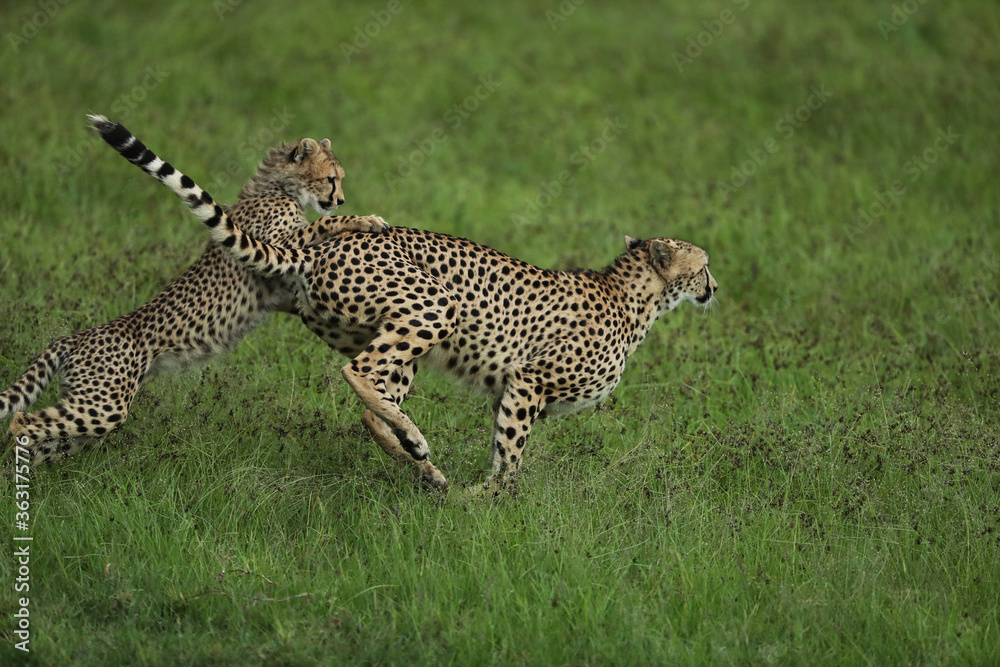 Naklejka premium cheetah in savannah in kenya