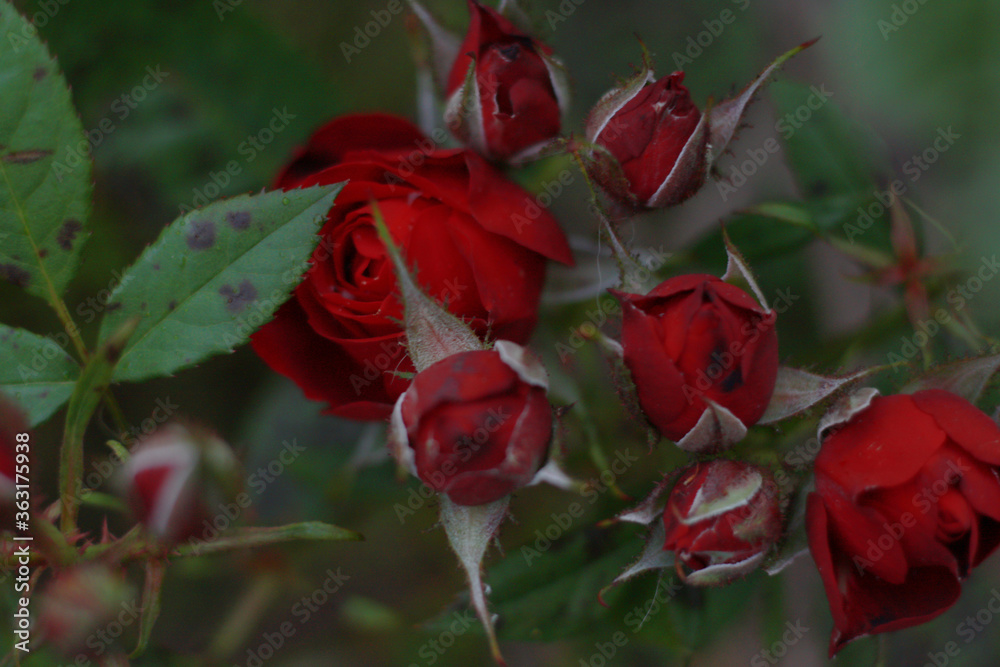 Fototapeta premium beautiful red rose blossom