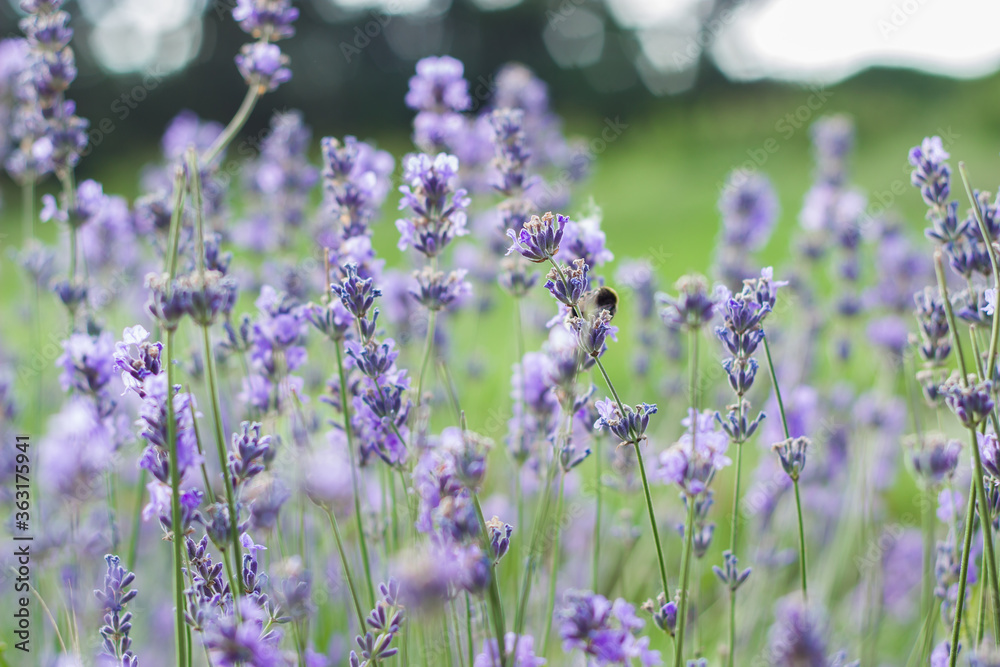 Naklejka premium Lavender flowers on large bushes during flowering. Bright purple fragrant buds in the park. Beautiful landscape with flower fields. A walk through the botanical garden in the lavender color period.