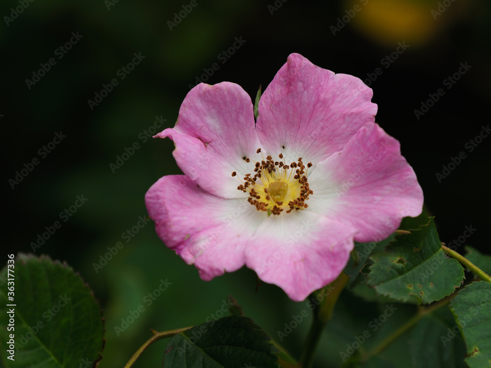 Heckenrose Einzelblüte
