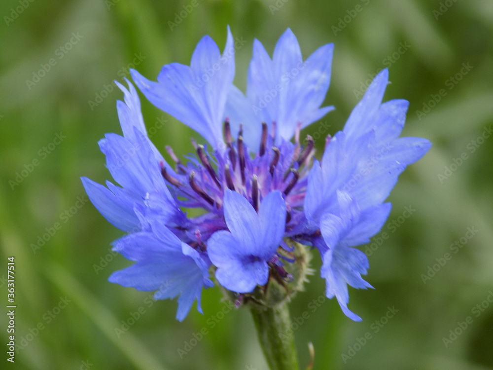 A sunny summer day. Bright blue cornflowers bloom. A sunny summer day. Bright blue cornflowers bloom.