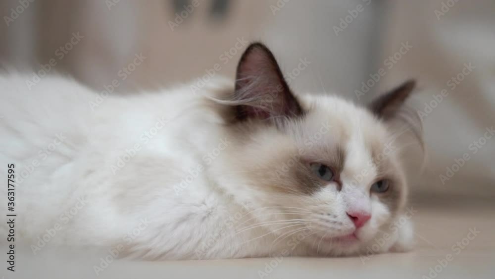 White Ragdoll cat sleeps and rests on a wooden floor. Blurred background, slow motion, light colors. White Ragdoll cat sleeps and rests on a wooden floor. Blurred background, slow motion, light colors.