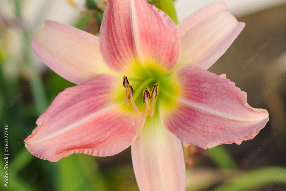 an another pink and yellow lily blooming in the Lily garden