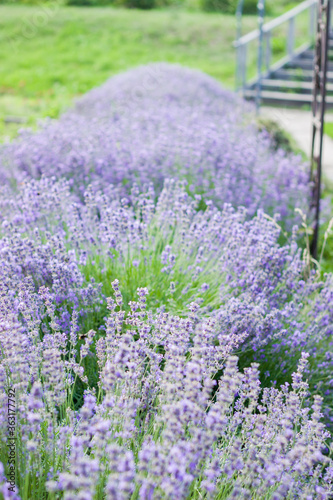 Lavender flowers on large bushes during flowering. Bright purple fragrant buds in the park. Beautiful landscape with flower fields. A walk through the botanical garden in the lavender color period.