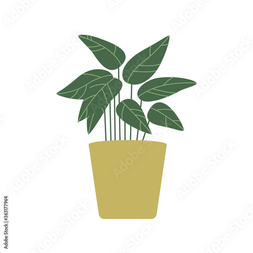 Calatheas, Prayer plant, Calathea in pot. House indoor plants. Botanical, tropical. Home decor, taking care of house plant, growing potted plants at home concepts. Flat. Vector stock illustration.