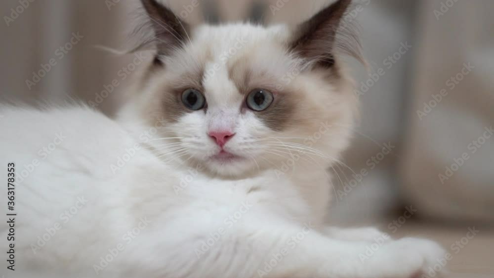 White Ragdoll cat sleeps and rests on a wooden floor. Blurred background, slow motion, light colors. White Ragdoll cat sleeps and rests on a wooden floor. Blurred background, slow motion, light colors.