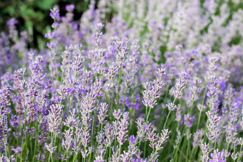 Lavender flowers on large bushes during flowering. Bright purple fragrant buds in the park. Beautiful landscape with flower fields. A walk through the botanical garden in the lavender color period.