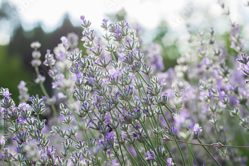 Lavender flowers on large bushes during flowering. Bright purple fragrant buds in the park. Beautiful landscape with flower fields. A walk through the botanical garden in the lavender color period.