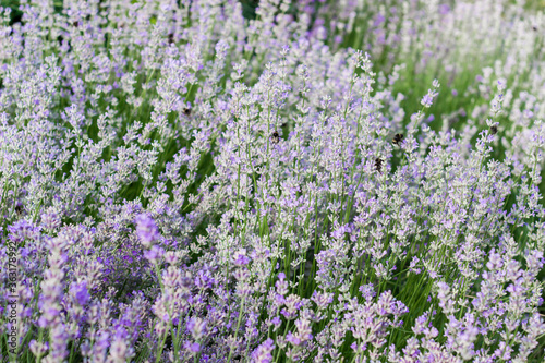 Lavender flowers on large bushes during flowering. Bright purple fragrant buds in the park. Beautiful landscape with flower fields. A walk through the botanical garden in the lavender color period.