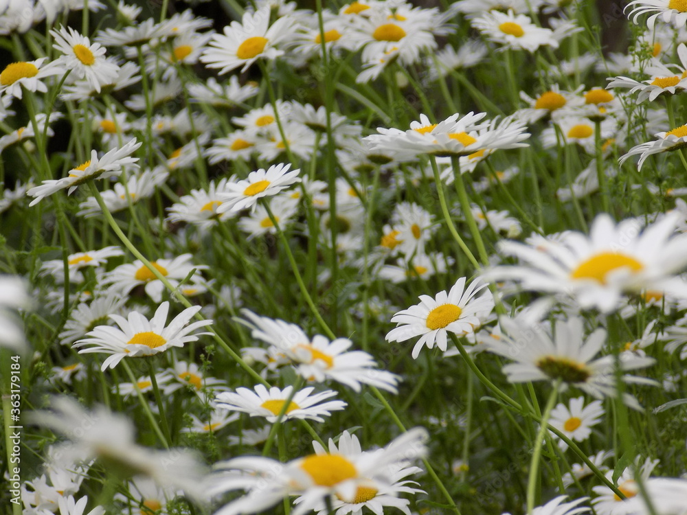 Fototapeta premium Sunny. Delicate chamomile blooms.
