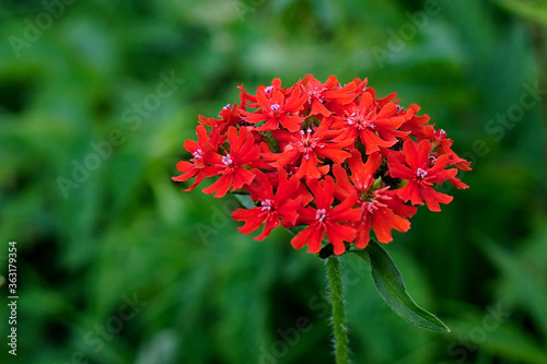 Fototapeta Naklejka Na Ścianę i Meble -  bright red inflorescence in the green grass
