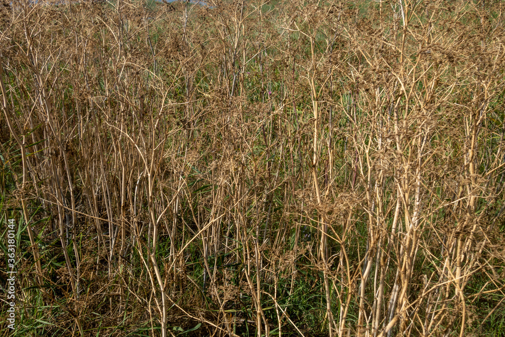 Fototapeta premium Long dried grass in Danube Delta, Romania. Texture image, background