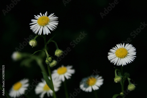 small gentle Daisy-fleaban on a green background