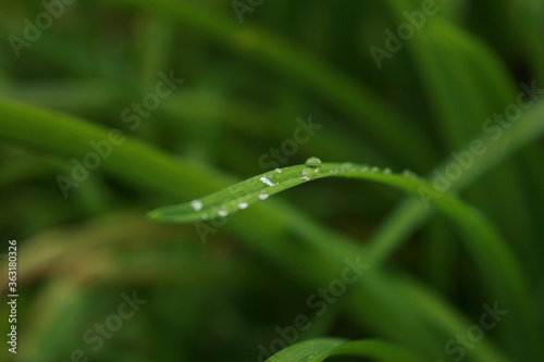 drops of dew