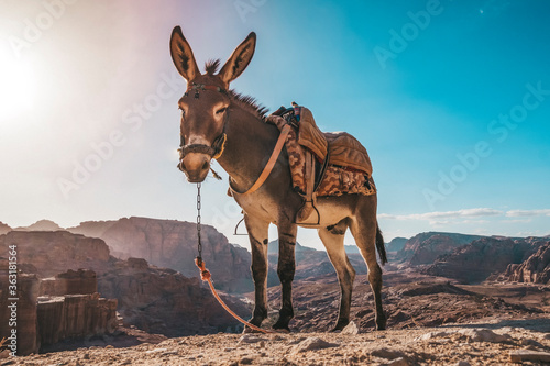 A donkey with a saddle is standing in the sun and resting and waiting for touris Fototapet