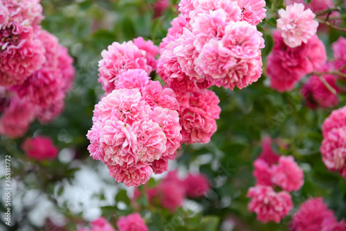 Beautiful rose in the garden