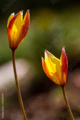 Flor de tulipán