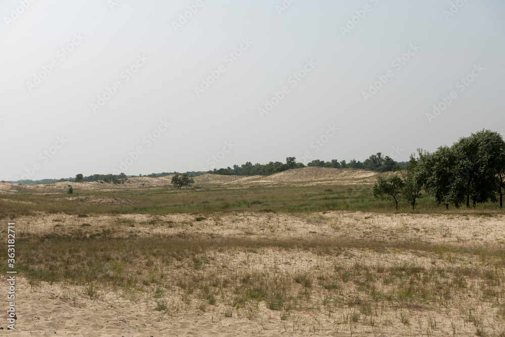 Sand dunes in Letea forest ,  in the Danube Delta area,  Romania,  in a sunny summer day
