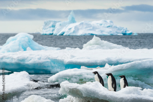 Fotografie Adélie penquin in the snow in the snow Brown Bluff Antarctica.