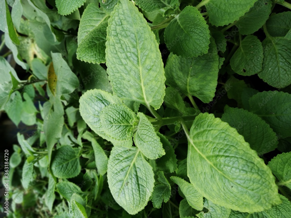 Karpporavalli or Panikoorkka plant Karpporavalli or Panikoorkka plant