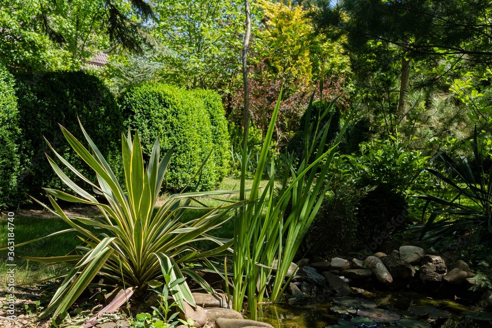 Obraz premium Yucca gloriosa Variegata with beautiful striped leaves on shore of garden pond. In background, huge boxwood bushes with green young leaves. Evergreen landscaped garden. Nature concept for design.