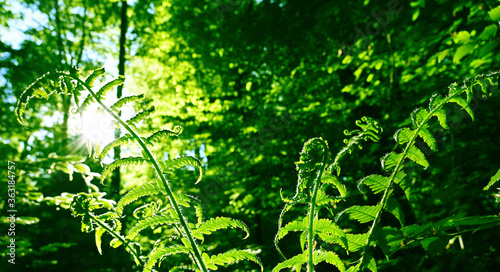 Green fern leaves background in forest photo