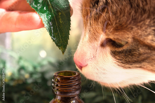Essential oil dripping from basil leaf into glass bottle on blurred background with cat