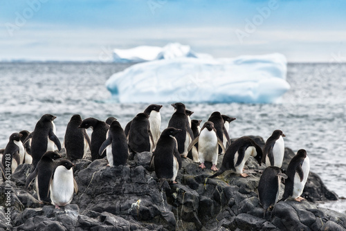 Fotografie Adélie penquin in the snow in the snow Brown Bluff Antarctica.