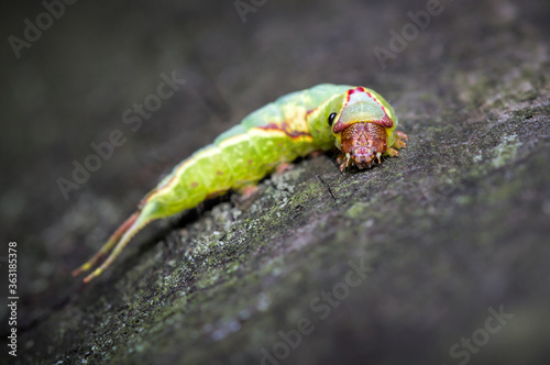 Caterpillar, Larva Of A Puss Moth, Cerura Vinula, Crawling On A Log Isolated Against A Black Background Showing Parasite On The Thorax. Taken at Blashford Lakes UK photo