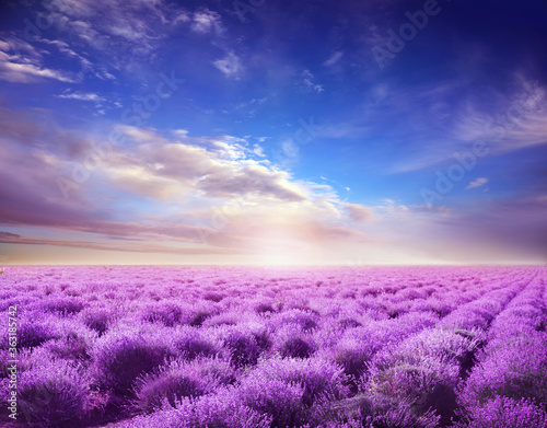 Beautiful view of blooming lavender field under blue sky