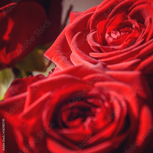 rose rosse