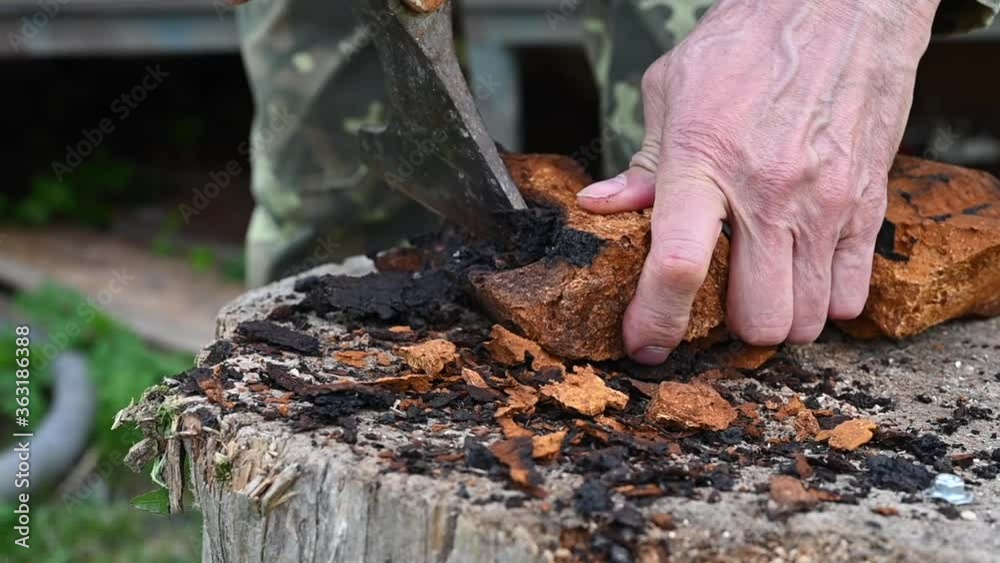 men's hands with an axe clean chaga mushroom birch fungus in the fresh air. step by step men's hands with an axe clean chaga mushroom birch fungus in the fresh air. step by step