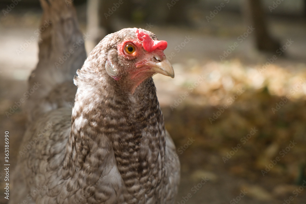 Close up of a chicken head on a farm. Free poultry. Selective focus.