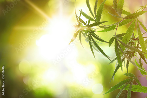 Green hemp plant on blurred background, closeup. Space for text