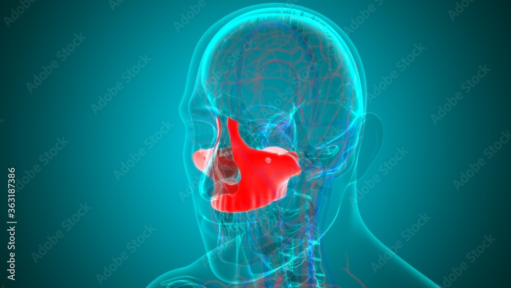 Fototapeta premium Human Skeleton Skull Maxillal Bone Anatomy For Medical Concept