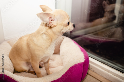 Closeup portrait of small funny beige mini chihuahua dog, puppy laying in dog bed © tselykh