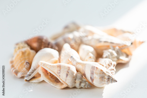 Heap of many beautiful sea shells on white background, side view. Summer travel concept