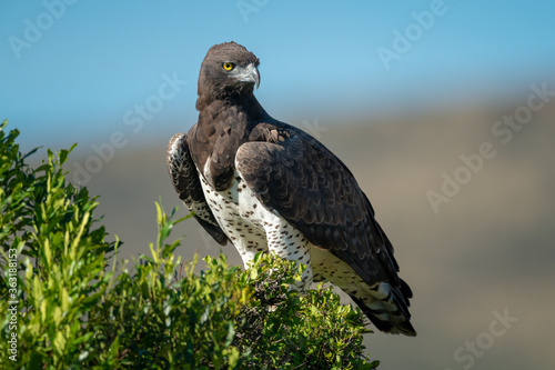 Martial eagle perches in bush turning head photo